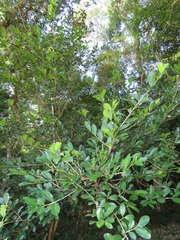Erythroxylum emarginatum