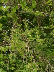 Larix decidua
