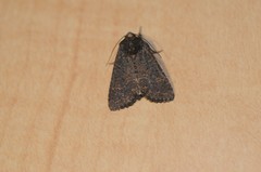 Aseptis binotata