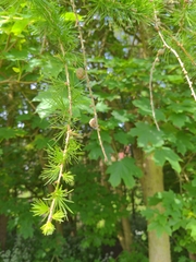 Larix decidua