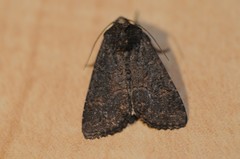 Aseptis binotata