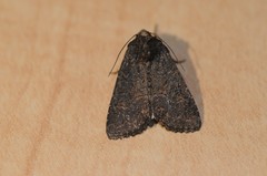 Aseptis binotata
