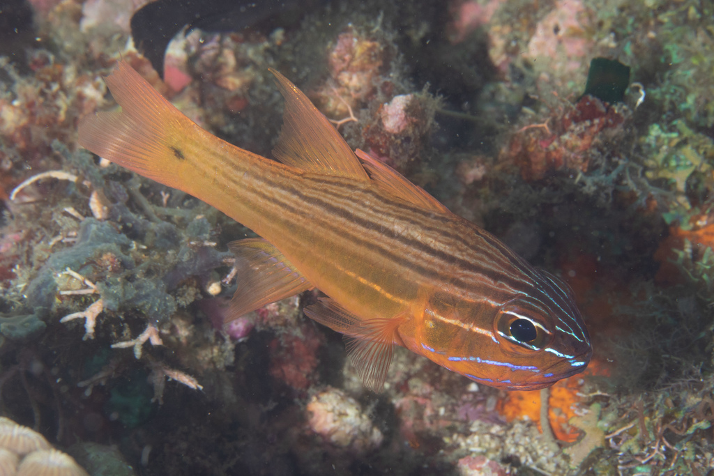 Yellow-Lined Cardinalfish
