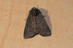 Aseptis binotata