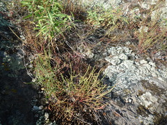 Rumex acetosella acetoselloides