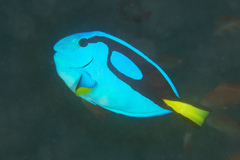 Paracanthurus hepatus