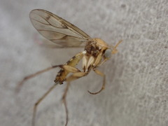 Anomalomyia guttata