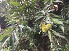 Castanea crenata