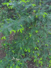 Taxus baccata