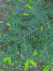 Taxus baccata