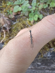 Xanthostigma