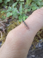 Xanthostigma