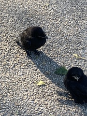Corvus frugilegus
