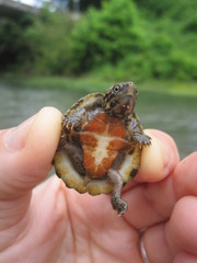 Sternotherus peltifer