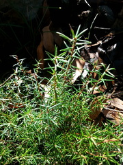 Hibbertia exutiacies