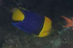 Centropyge bicolor