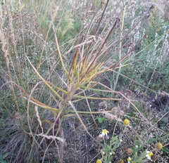 Pseudopodospermum strictum