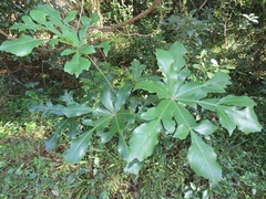 Cussonia sphaerocephala