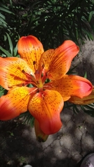 Lilium bulbiferum