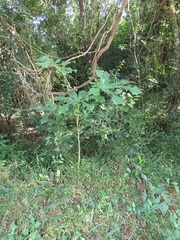 Cussonia sphaerocephala