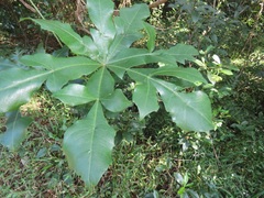 Cussonia sphaerocephala