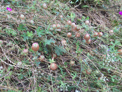 Trifolium vesiculosum