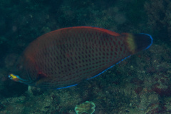 Pseudodax moluccanus