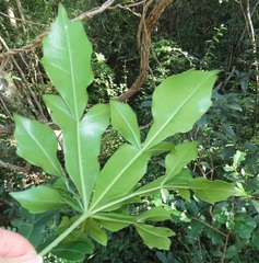 Cussonia sphaerocephala