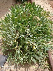 Crithmum maritimum