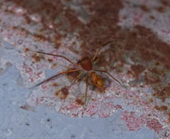 Amyciaea forticeps
