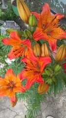 Lilium bulbiferum