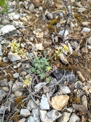 Alyssum montanum gmelinii