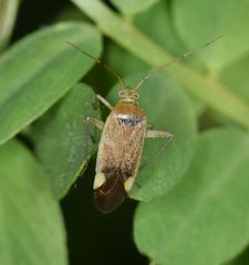 Closterotomus annulus