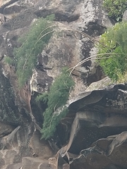 Asparagus umbellatus subsp. lowei image