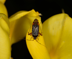 Closterotomus annulus