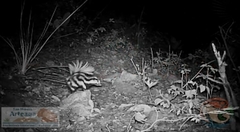 Spilogale angustifrons