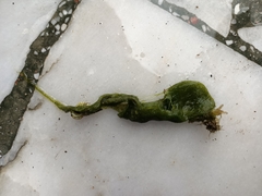 Ulva flexuosa