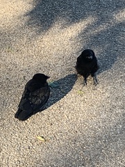 Corvus frugilegus