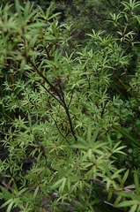 Leucopogon fasciculatus