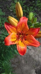 Lilium bulbiferum