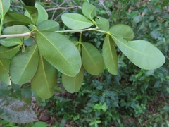 Vepris trichocarpa