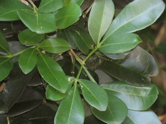 Vepris trichocarpa