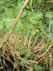 Peucedanum praeruptorum
