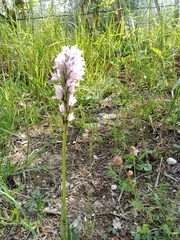 Orchis militaris