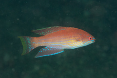 Paracheilinus angulatus