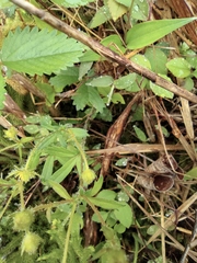 Potentilla fragarioides