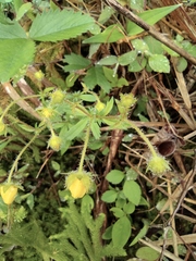 Potentilla fragarioides