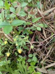 Potentilla fragarioides