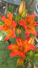 Lilium bulbiferum