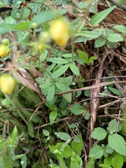 Potentilla fragarioides